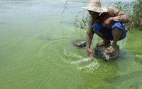 農(nóng)民在安徽巢湖用手撈藍(lán)藻 農(nóng)民在安徽巢湖用手撈藍(lán)藻